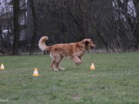 Bendix Obedience Workshop beim VdH Mauer 2016 (102)